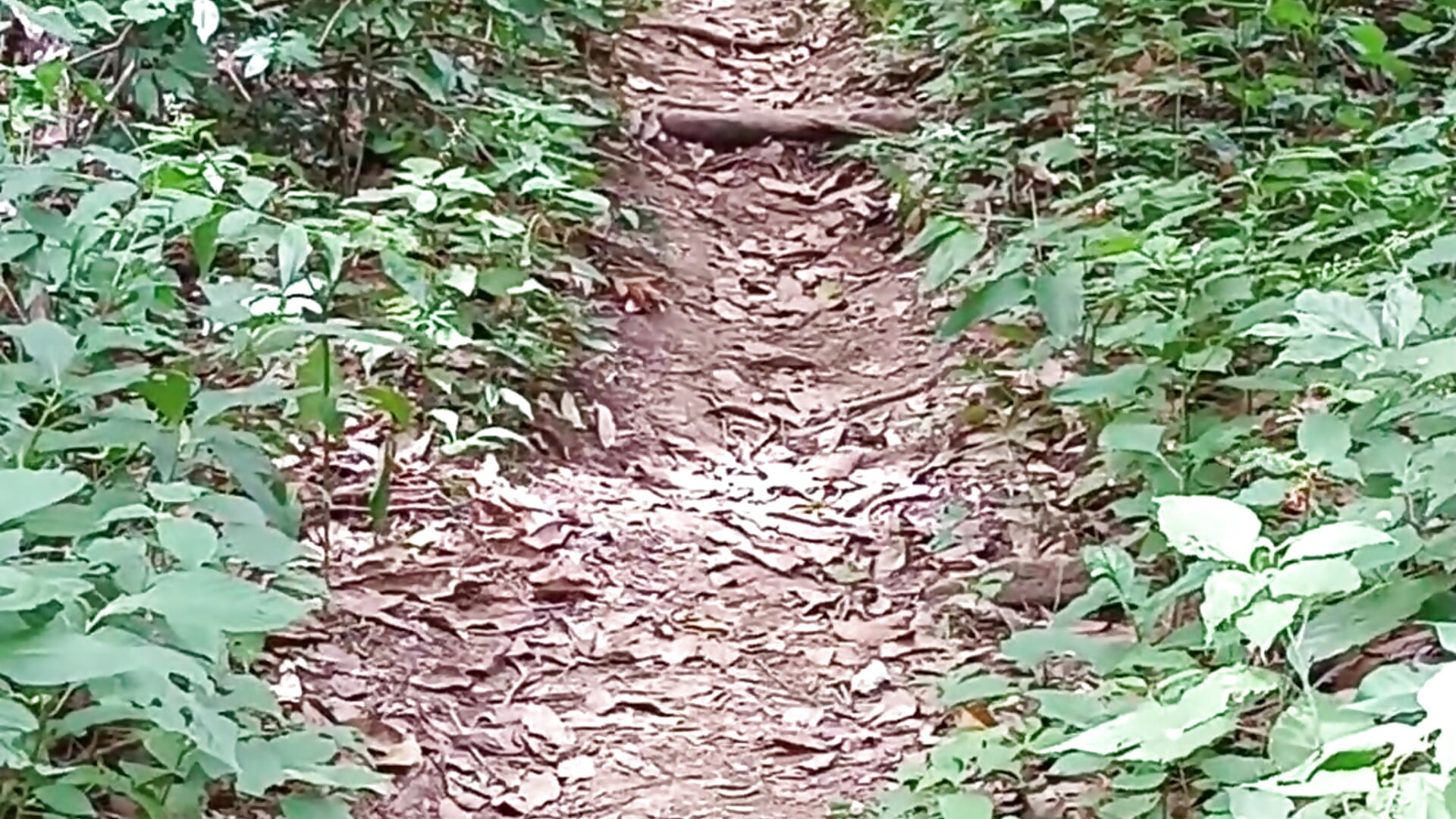 I love hiking. ❤🏞 - video by CrystalFox_Ofc cam model