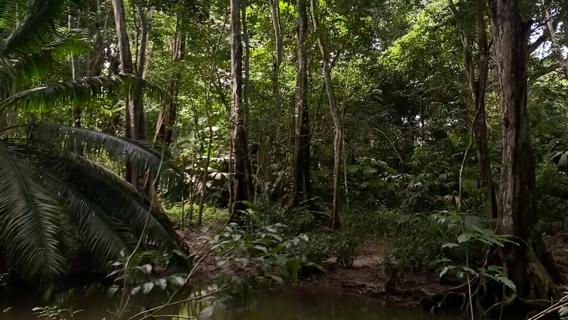 Palomino 🇨🇴 - vídeo de Annycolin_ modelo de câmara