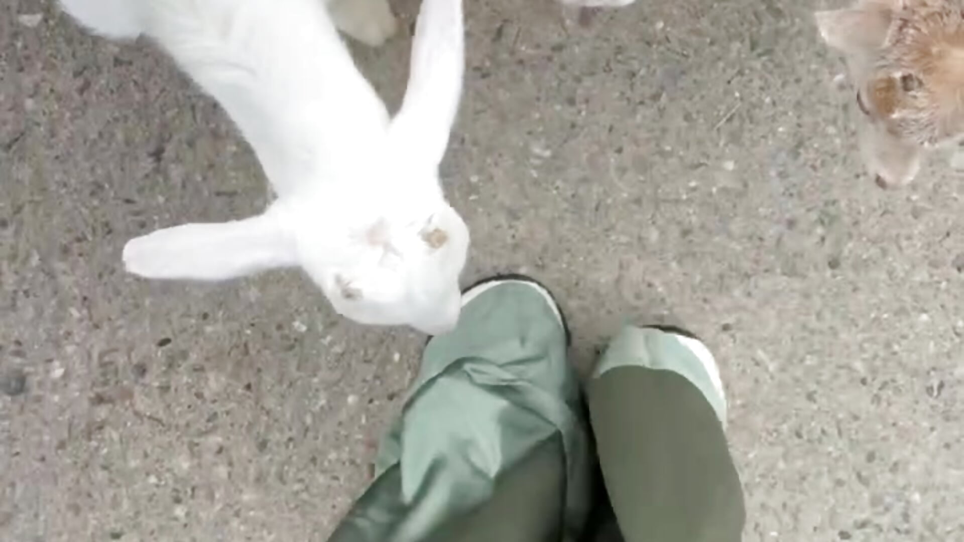 funny little goats 🐐 😁 - Bella_Alita主播的视频