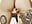 squirt a pecora durante la live - video di Dancing_wmyselF_