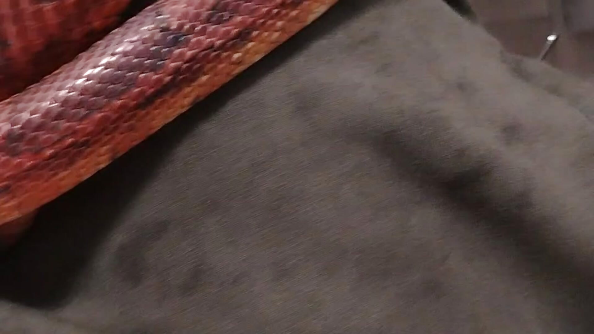 1000001893 - video by MaxDevilWhite cam model