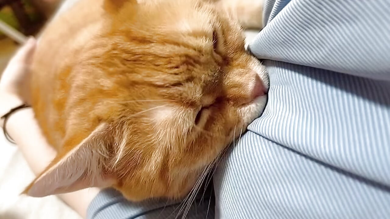 おはようの乳ふみふみ🐈－カメラキャストのmanaka_19catsの動画