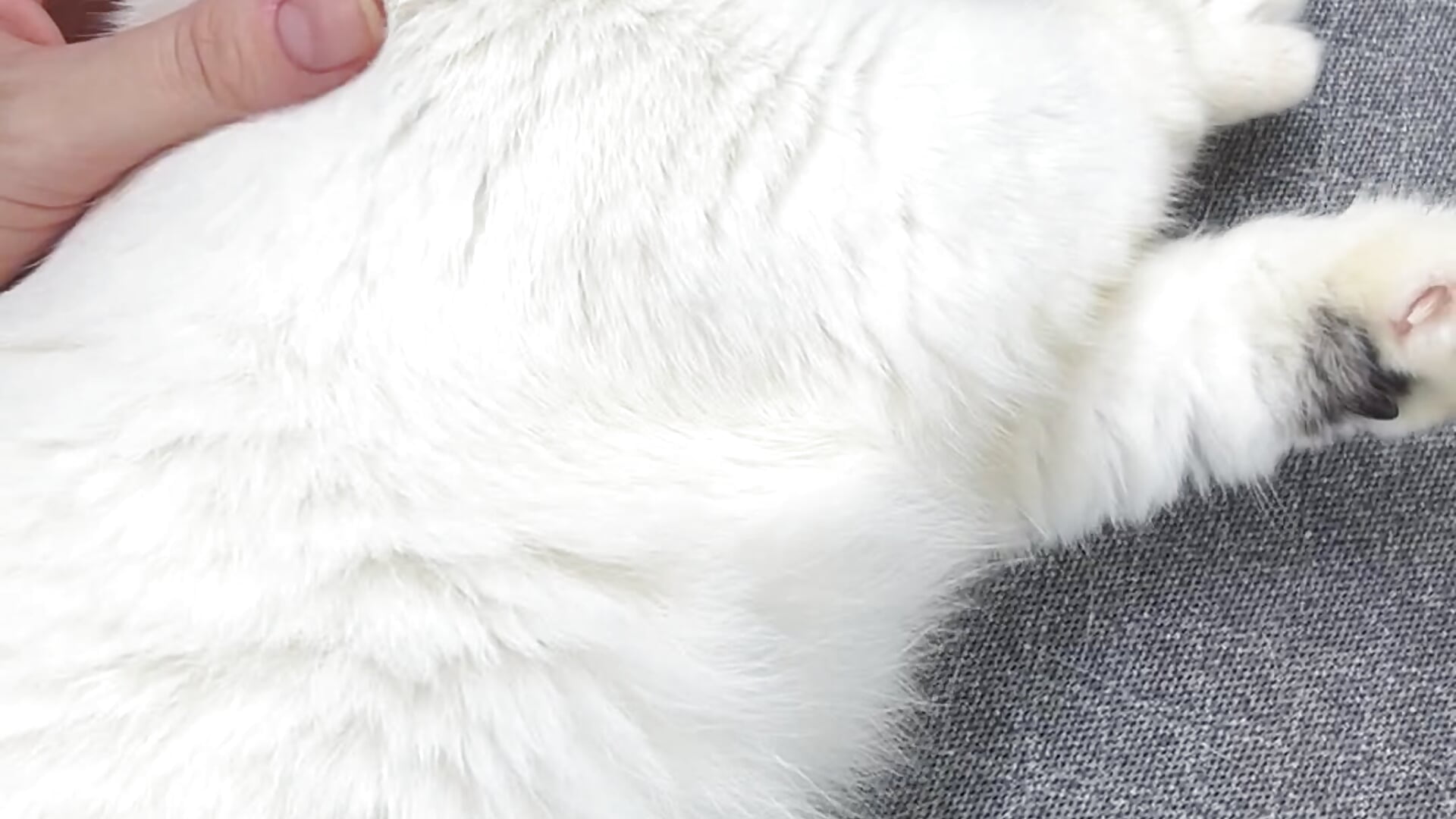 昨日の病院終わりのメイ！お返事もするよ！全数値完全正常になりました✨－カメラキャストのmanaka_19catsの動画