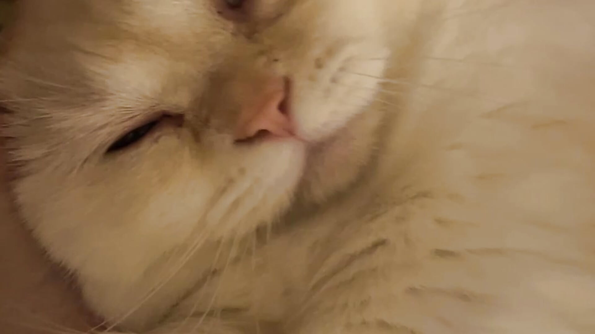 甘えん坊ワガママお姫さま－カメラキャストのmanaka_19catsの動画