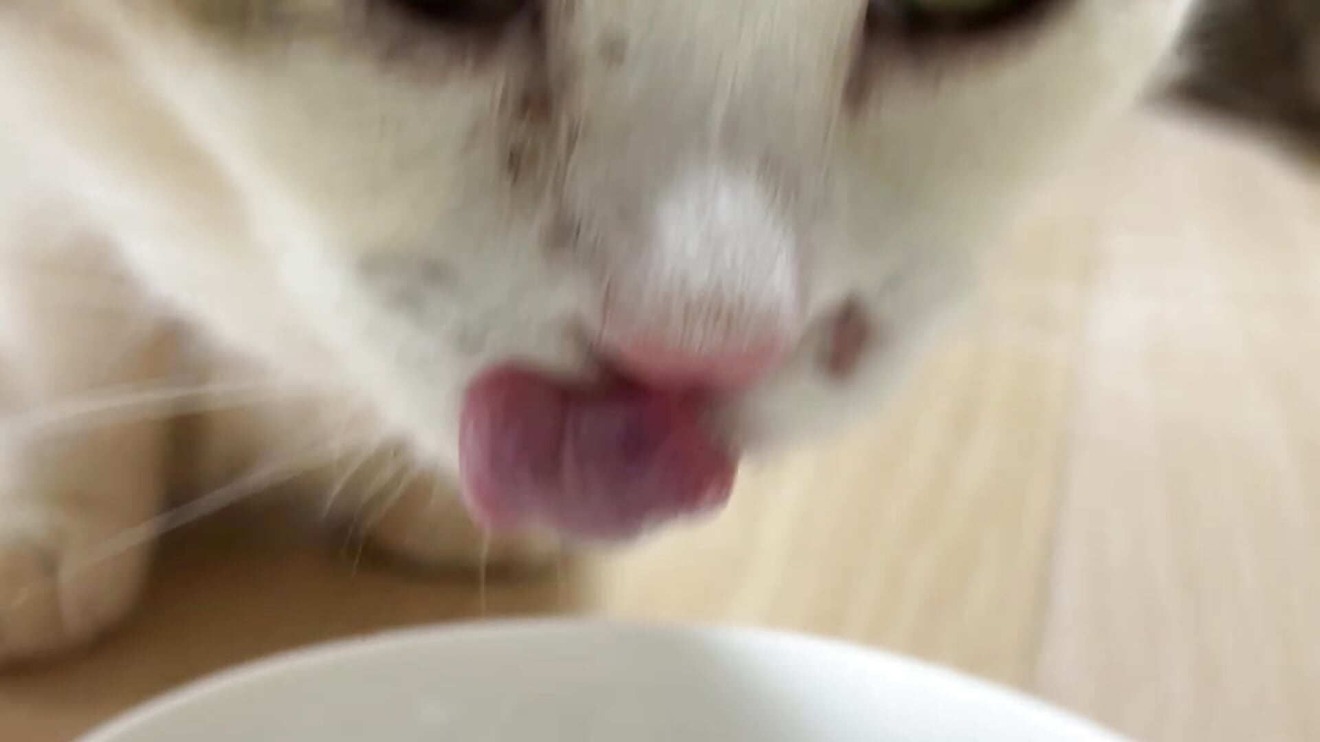 元気になったメイちゃん！！－ カメラキャストのmanaka_19catsの動画