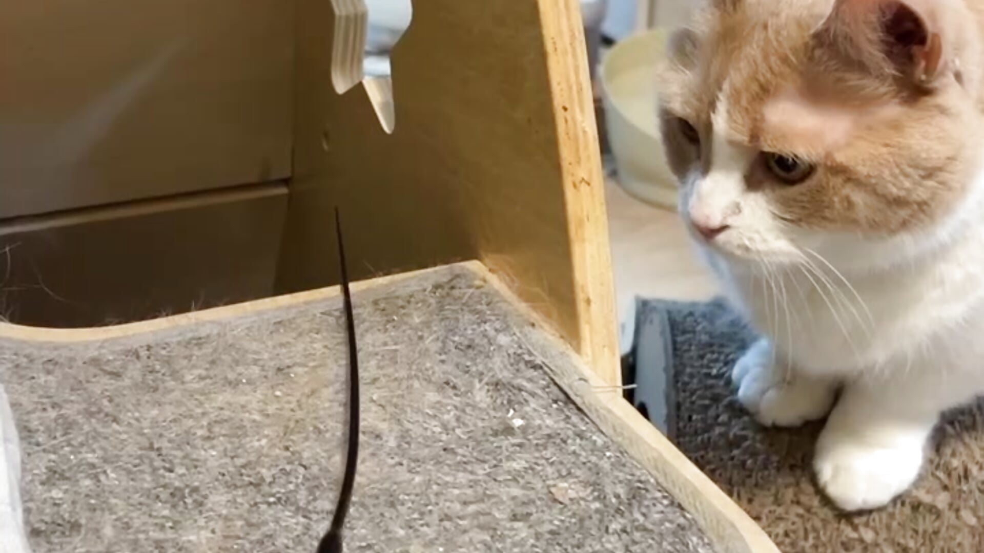 AV第3弾🐱ひょっこりにゃん