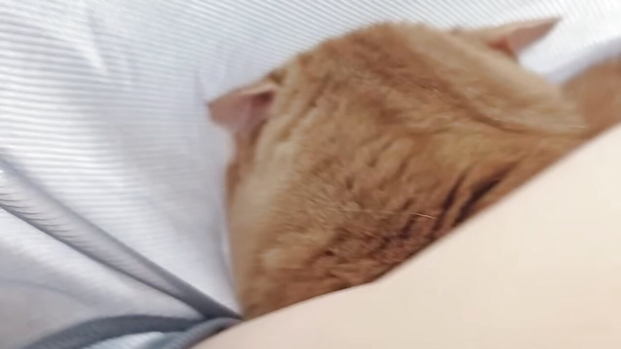 パジャマに潜り込んできた甘えんboy😽－カメラキャストのmanaka_19catsの動画