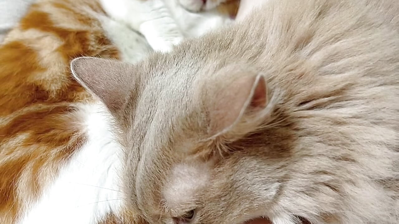 フィードの動画版🐈🐈－カメラキャストのmanaka_19catsの動画