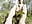 nails, feet, oily body – video od webkamerové modelky _Soo_dreamy_