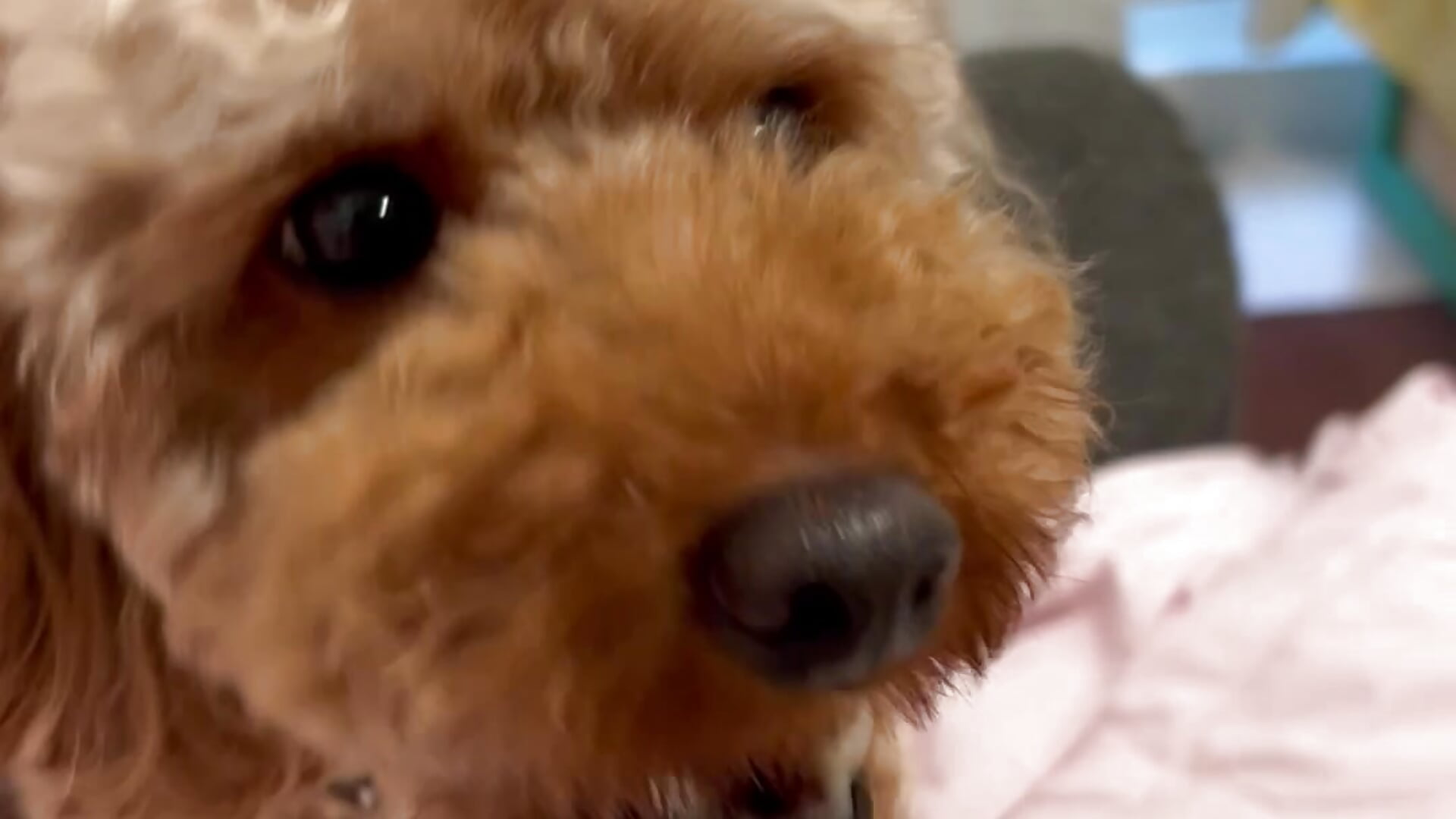 🐶ASMR🐶 – video modela na kameri yyAOIyy
