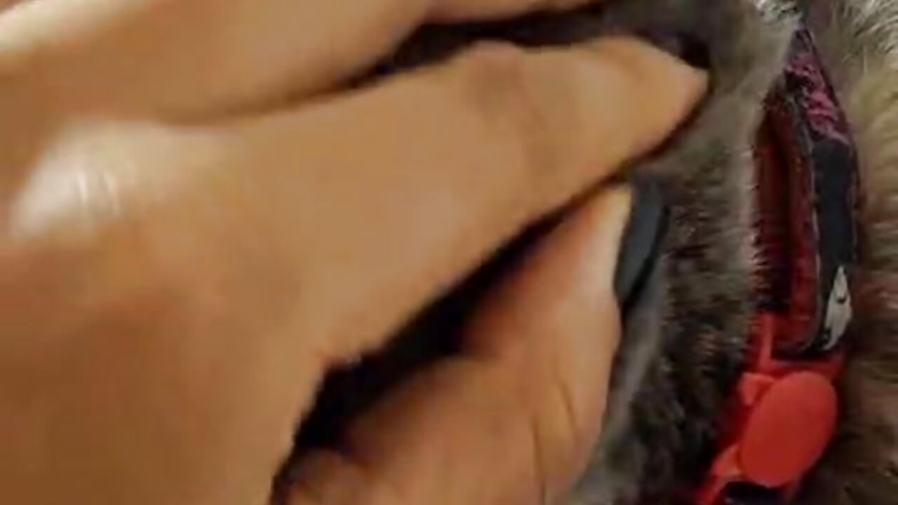 my cute cat - video by AnaChernova cam model