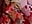 Lucy San Valentin - video by LucyRosse cam model