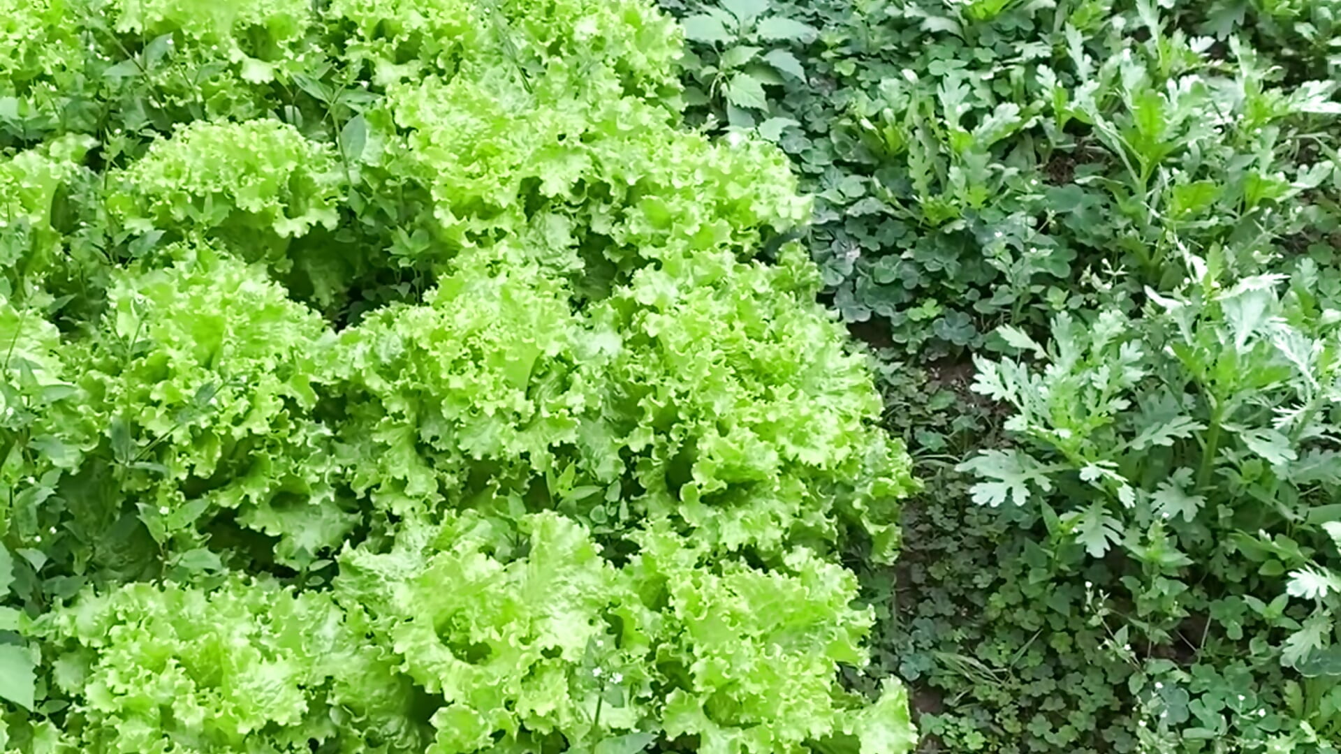 My garden