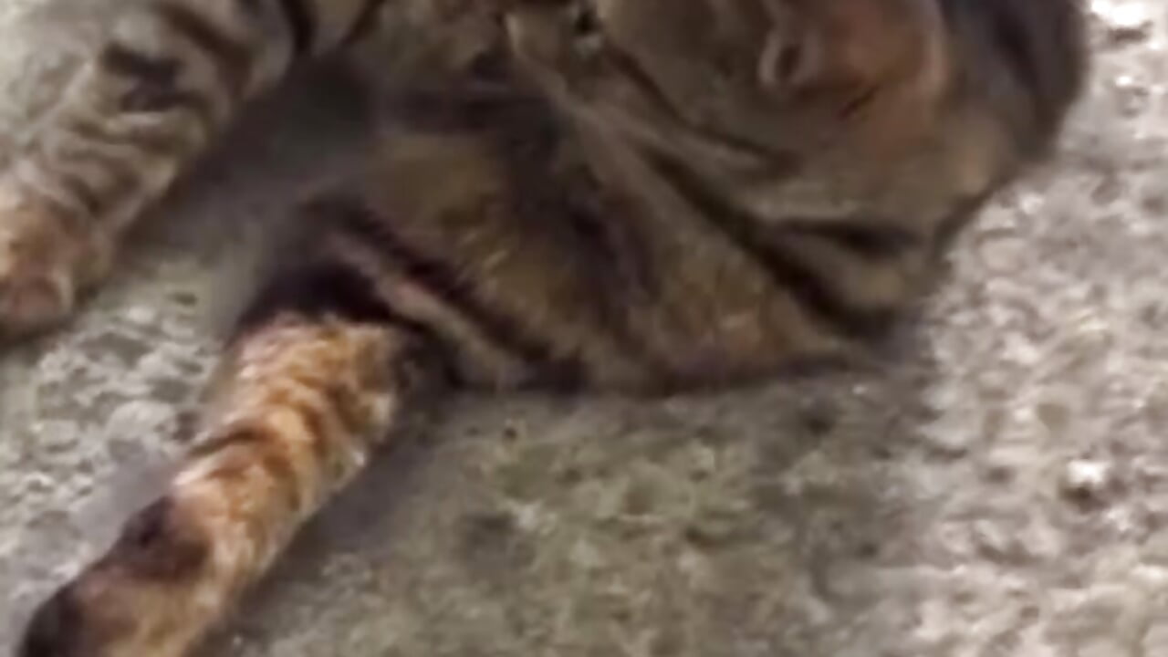 ネコちゃん