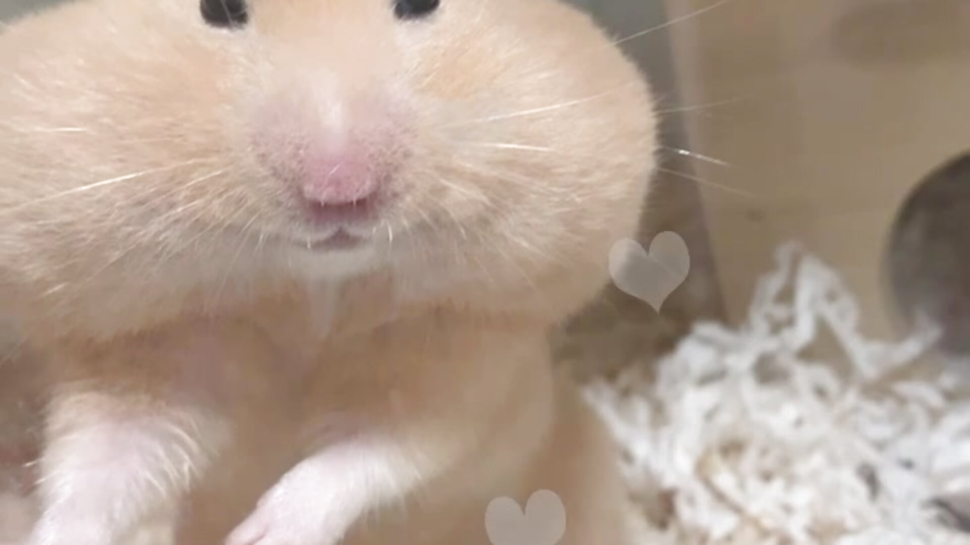 🐹