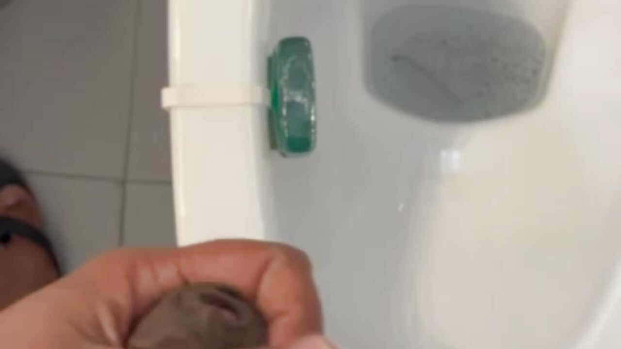 Cum show toilet in - video by raikanxa123 cam model