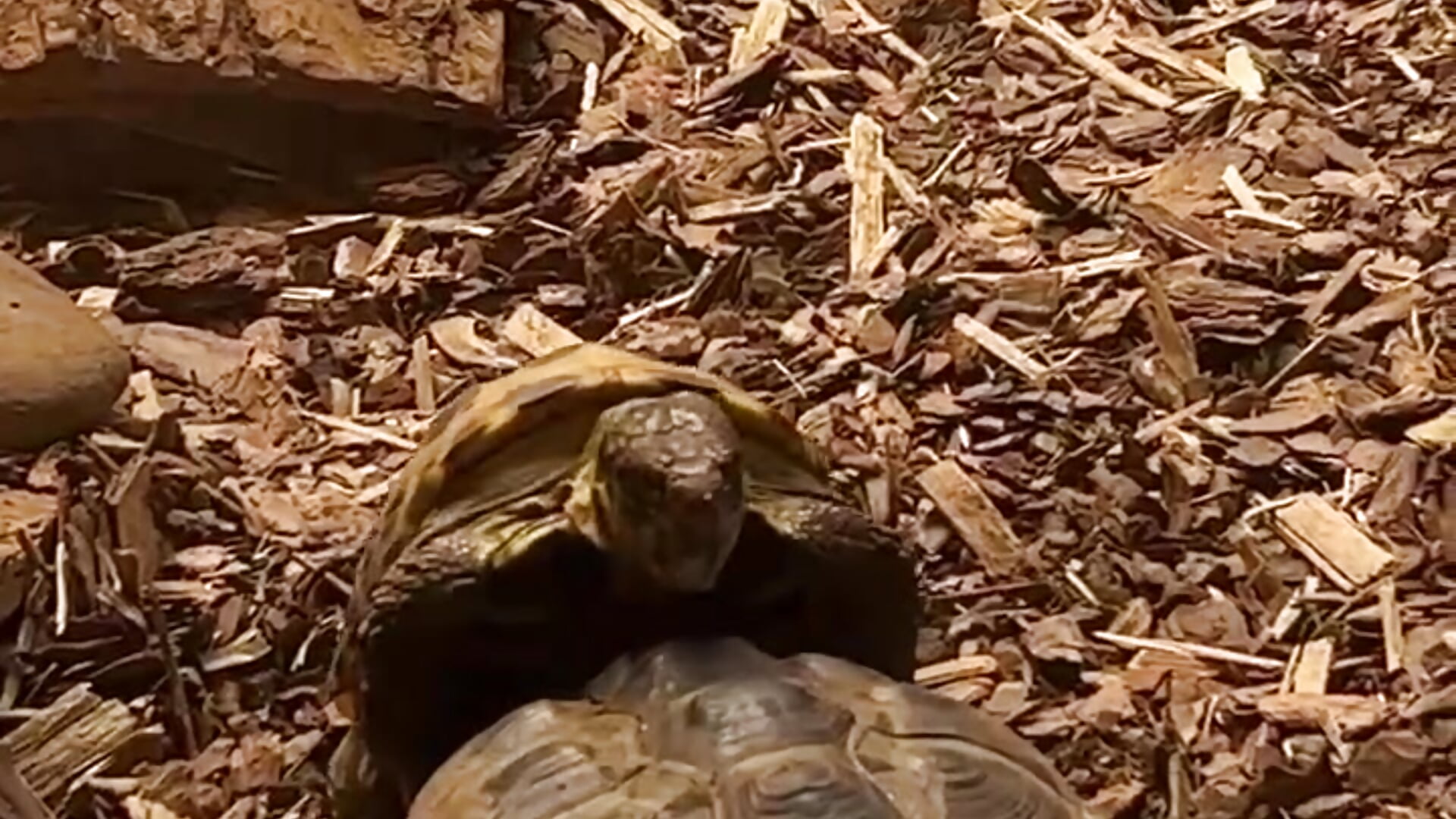 We went to the zoo on the weekend! We're being followed by sex😈😂 - video by Saint_Vicious cam model