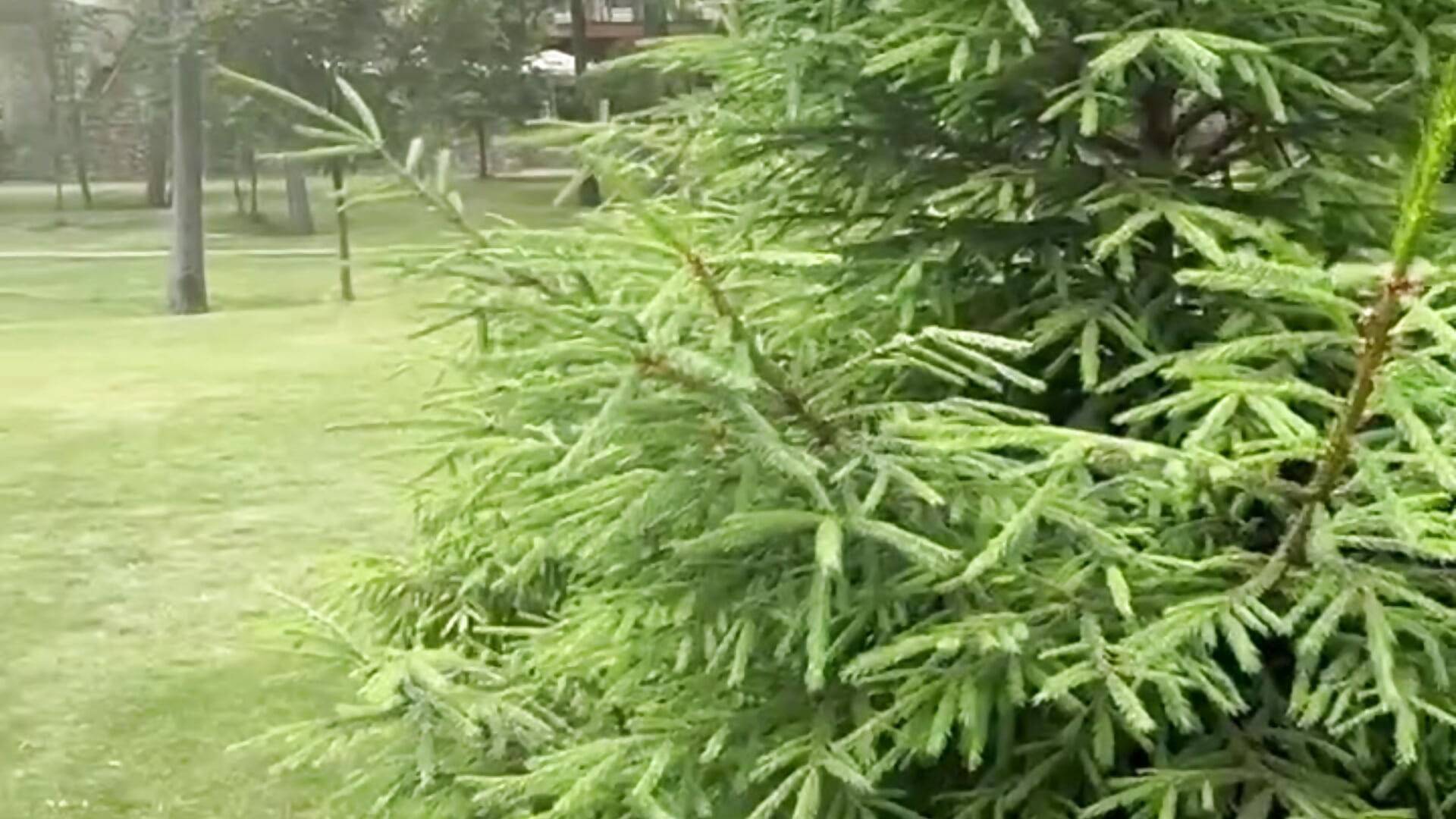 Holliday – video modela na kameri Swaga_Tiger