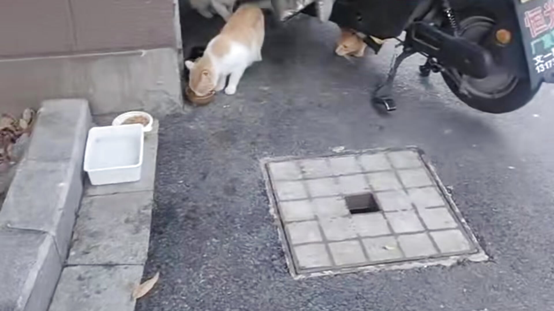 可怜的小猫咪，吃饭了！ - video van beira-01 cam-model