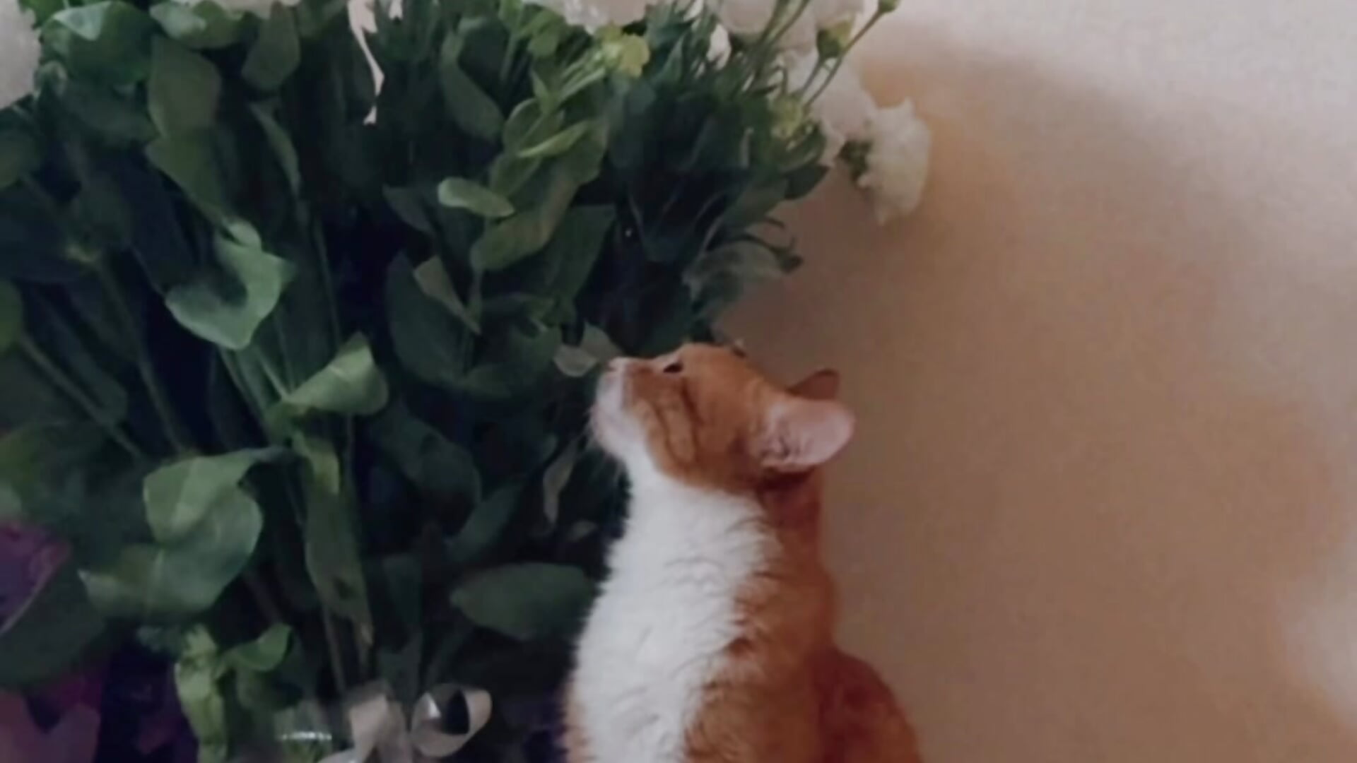 He loves flowers so much🤭 my sweet boy❤️ — filmik baby_debbie, modela(-lki) na kamerkach