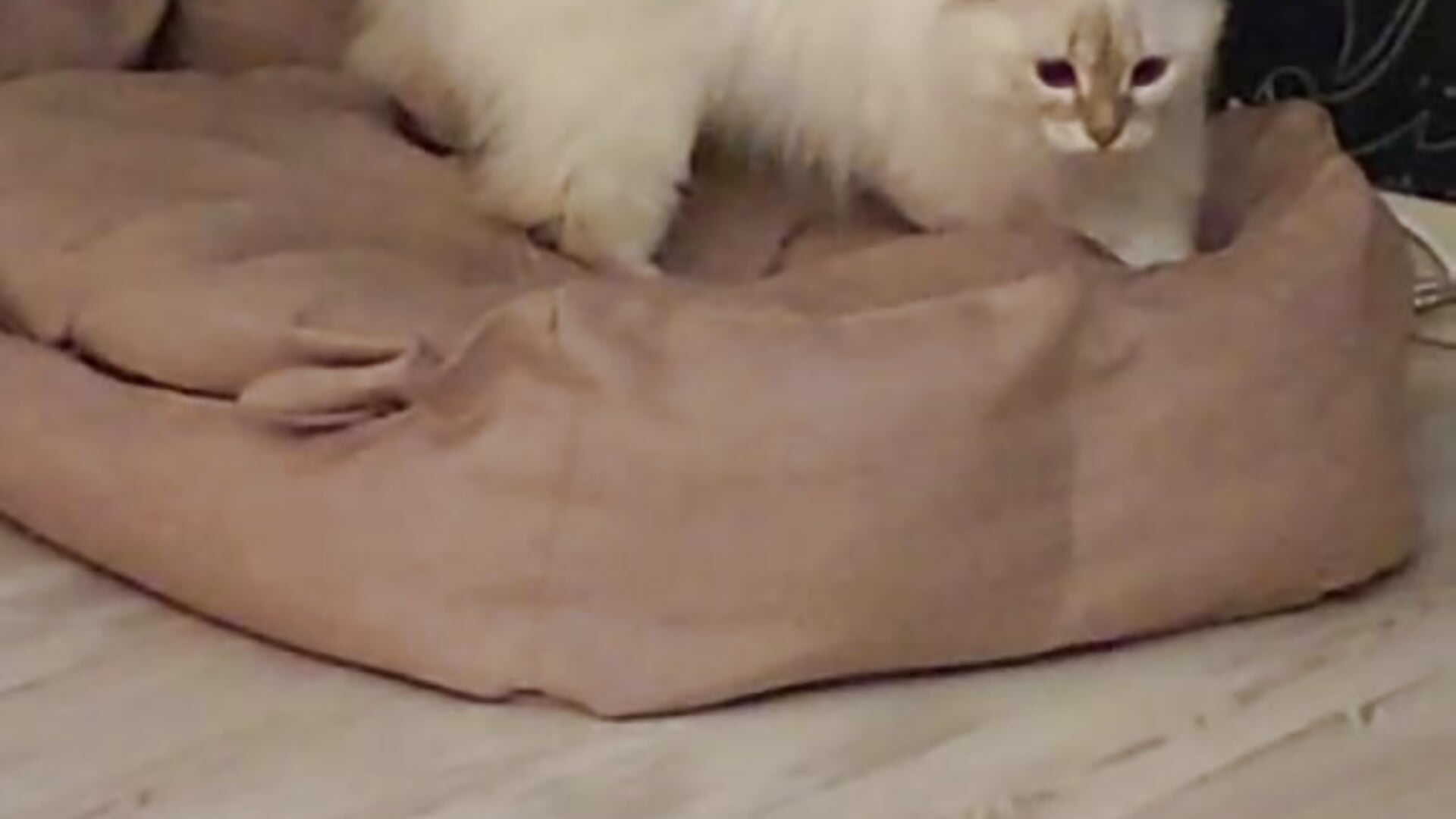 my kitten marie ~ she so funny– _miraclecattt_ kameramodell videója