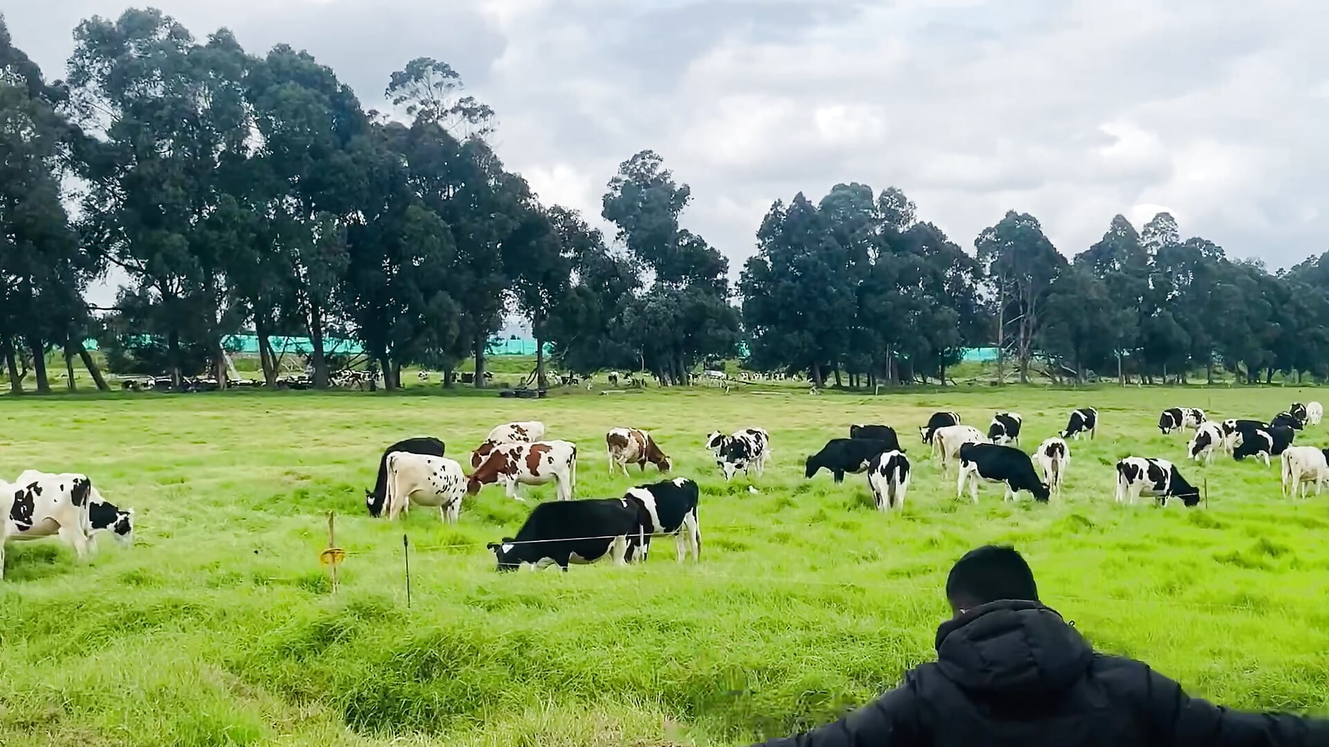 Cows, countryside and good energy in a unique rural environment. 🐄🌿