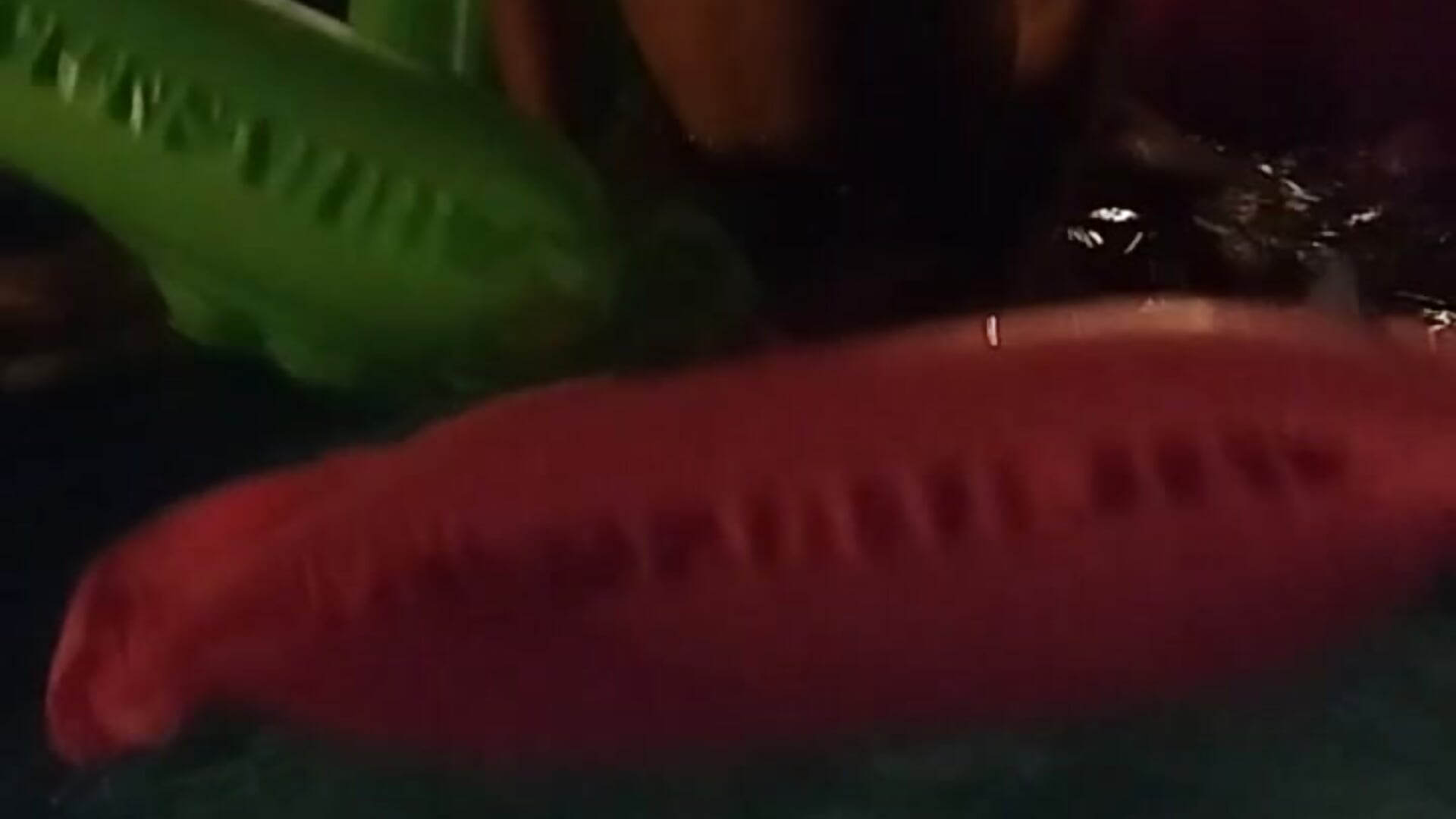 Lola on the pool