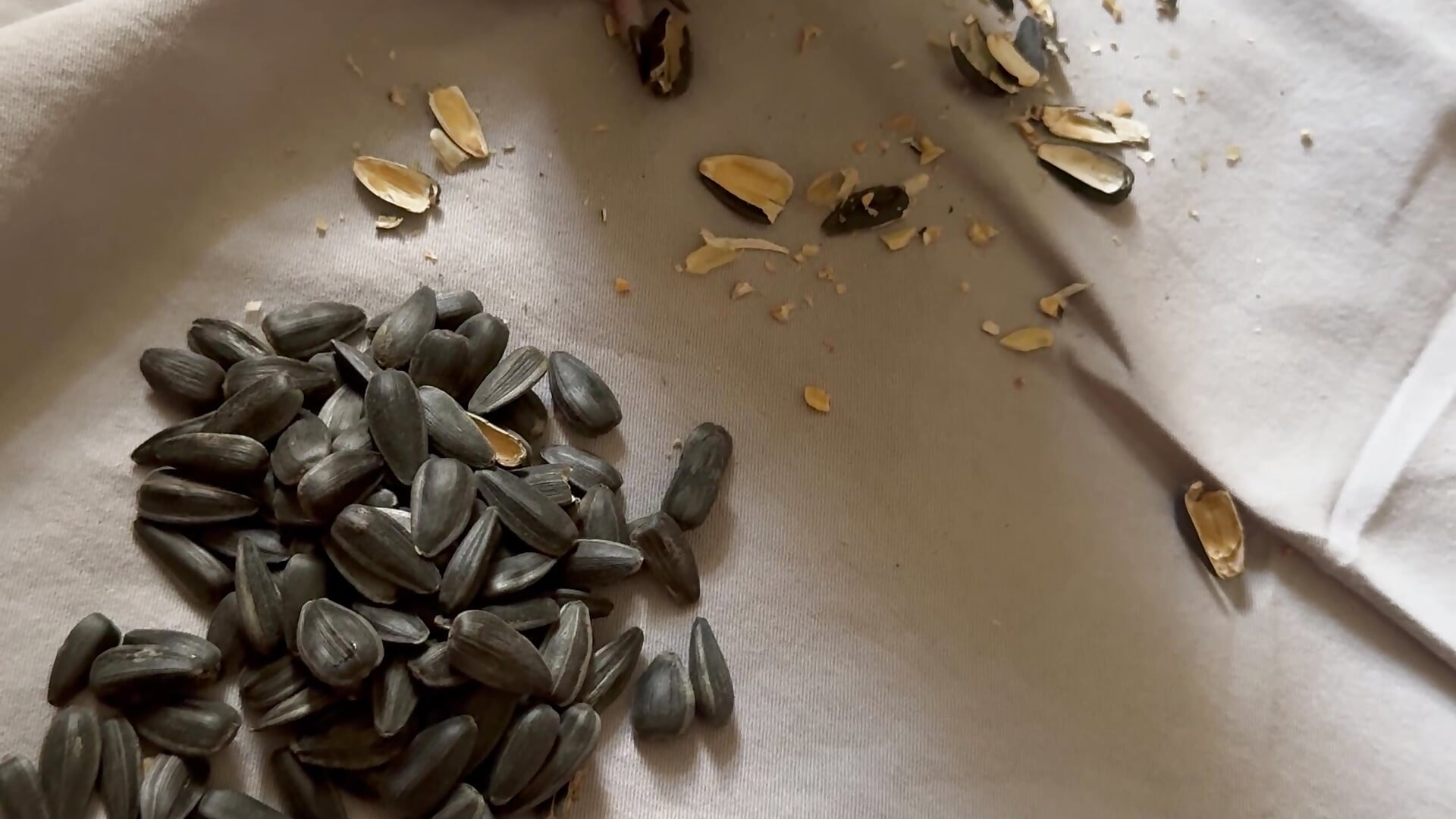 Little pig - video di MrrKate modella di cam