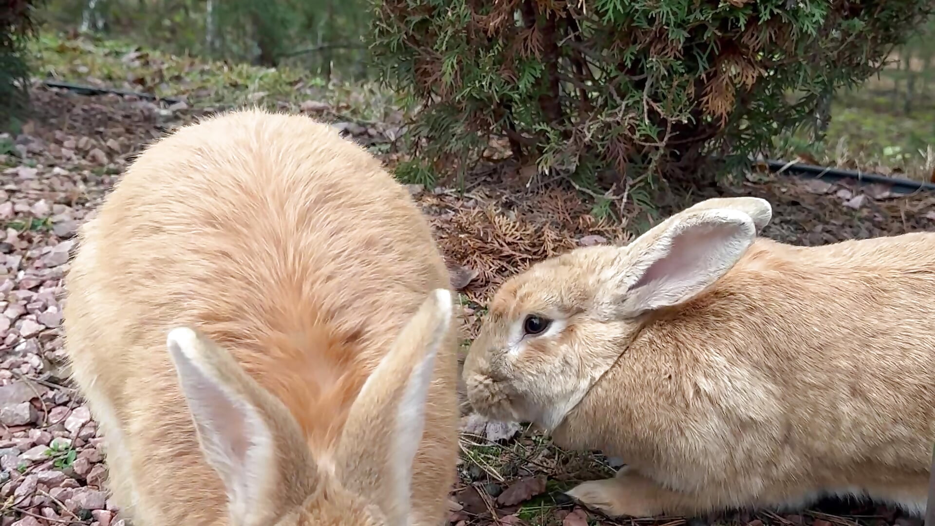 Feed rabbit