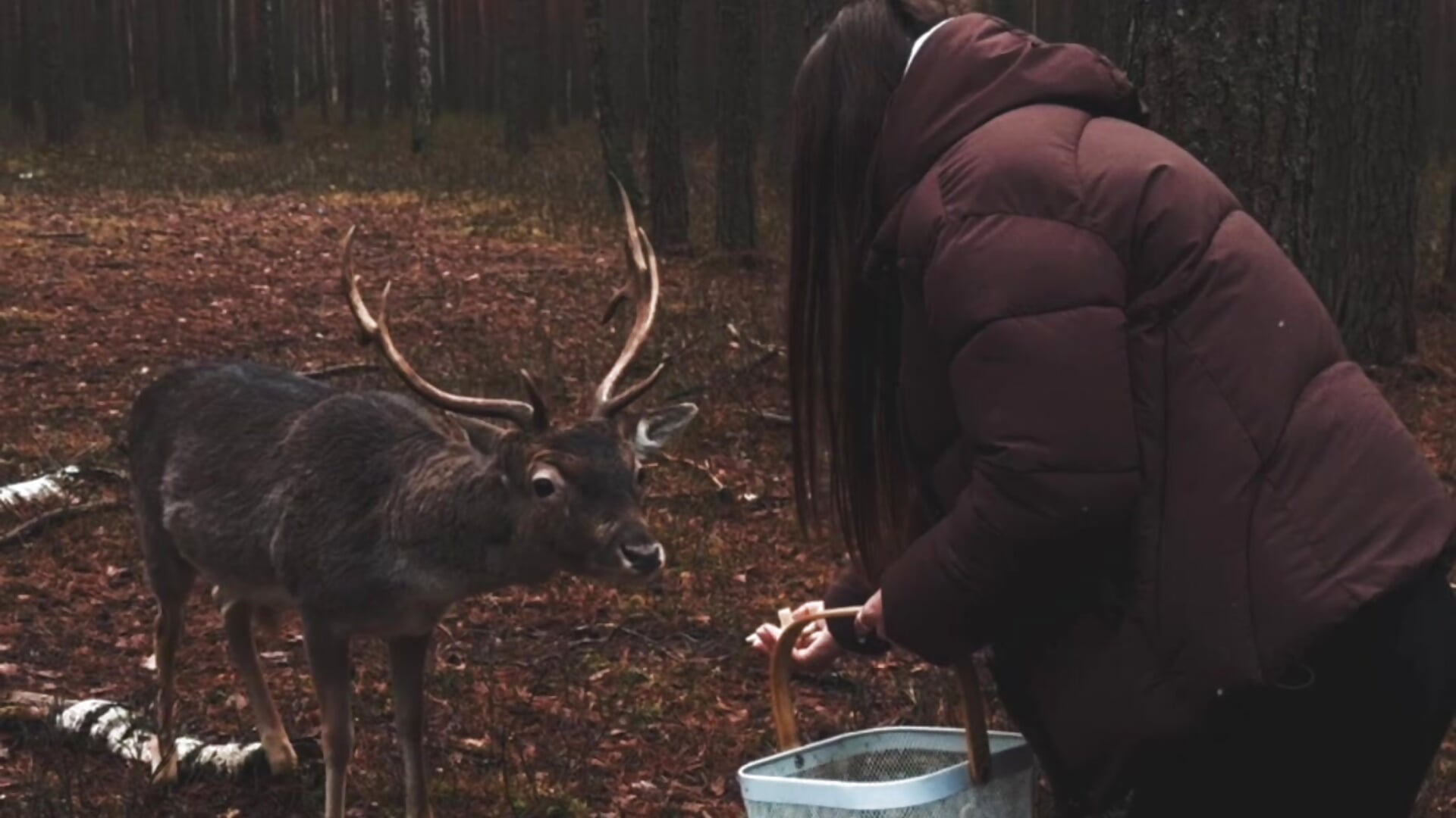 Feed 🦌🌳