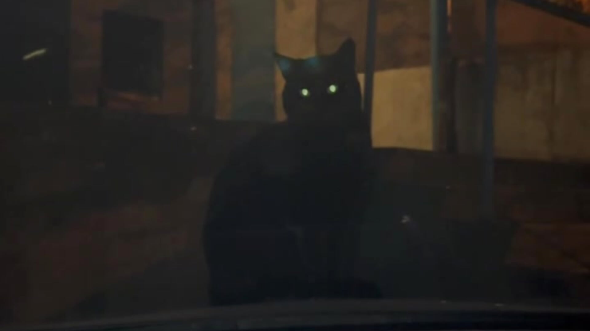 black cat - video di MrrKate modella di cam