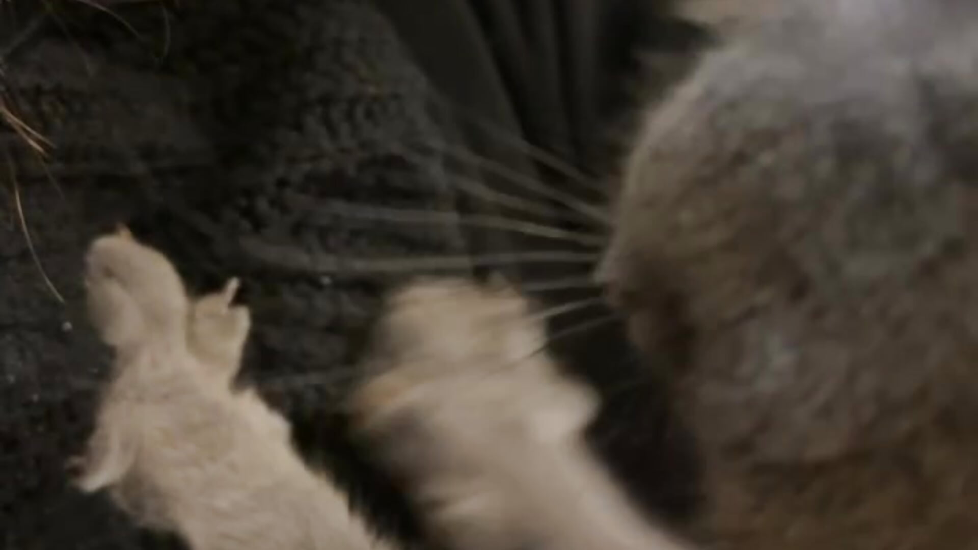 cute cat - video di MrrKate modella di cam