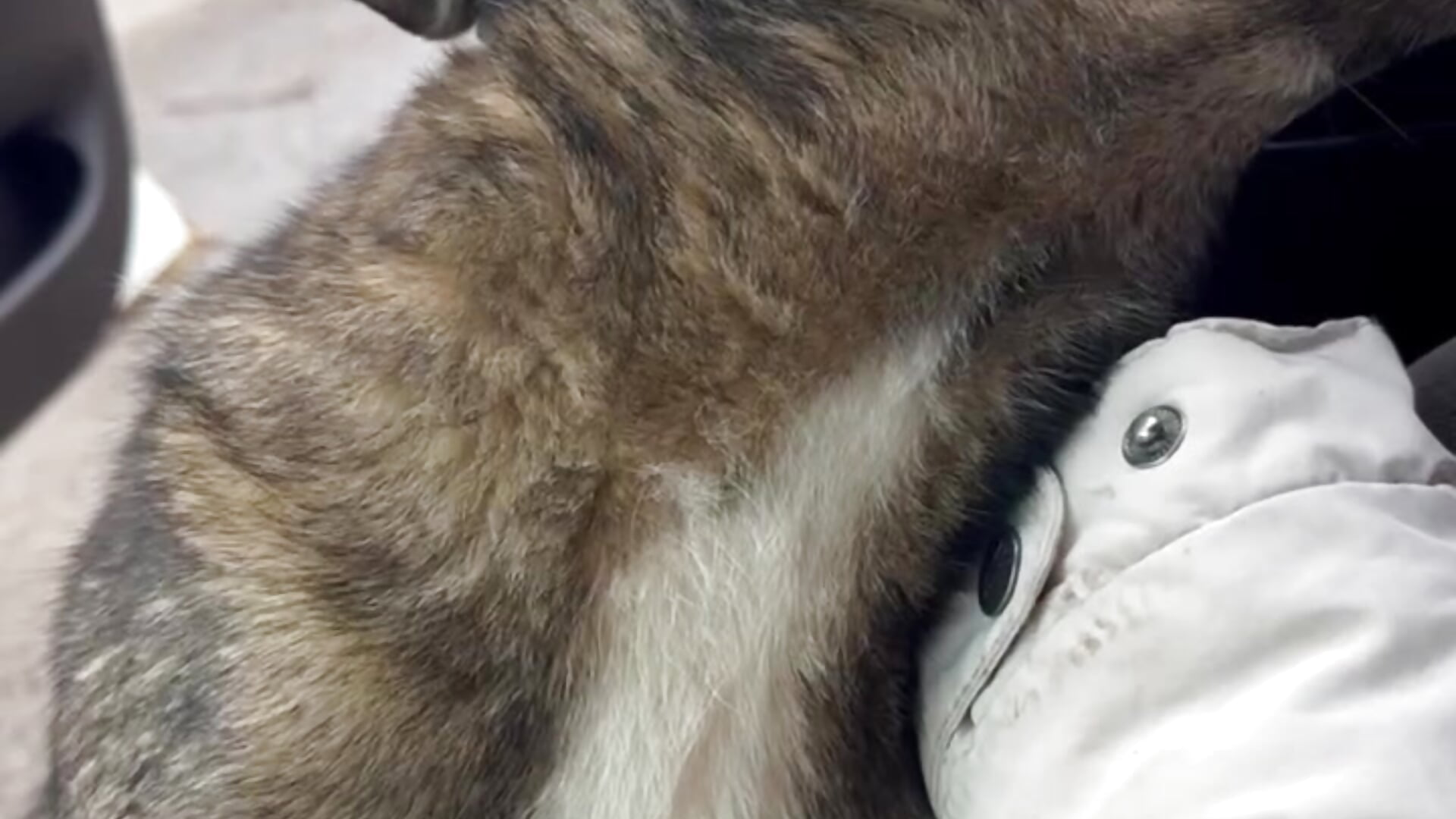 the dog doesn't give me any peace - video di MrrKate modella di cam