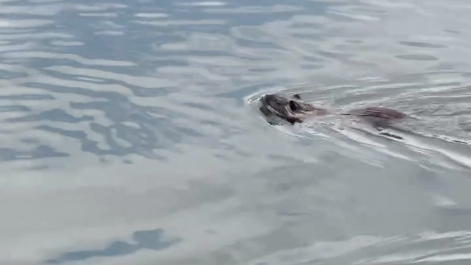 кек - video di MrrKate modella di cam