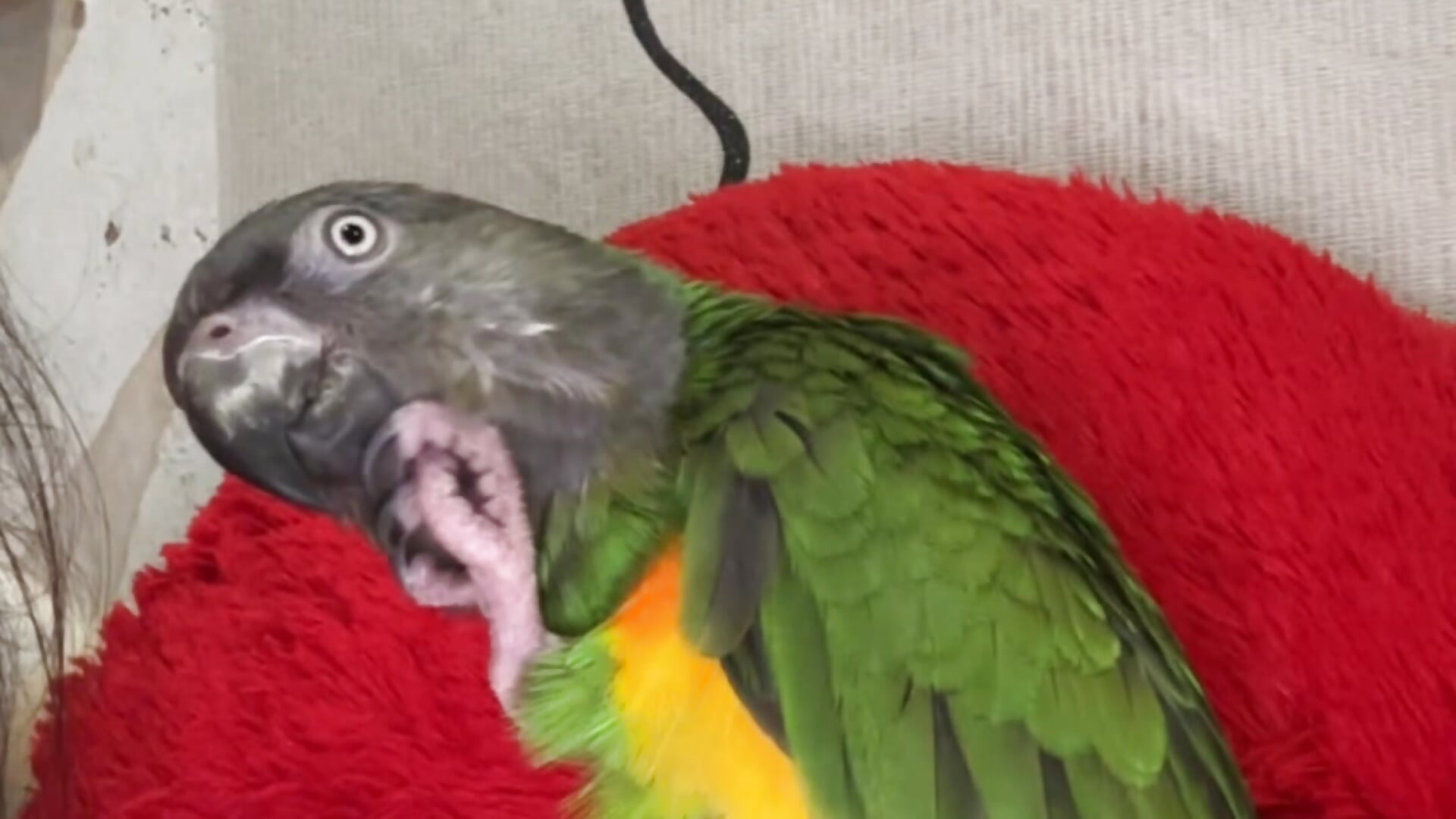 outrageous look - video di MrrKate modella di cam