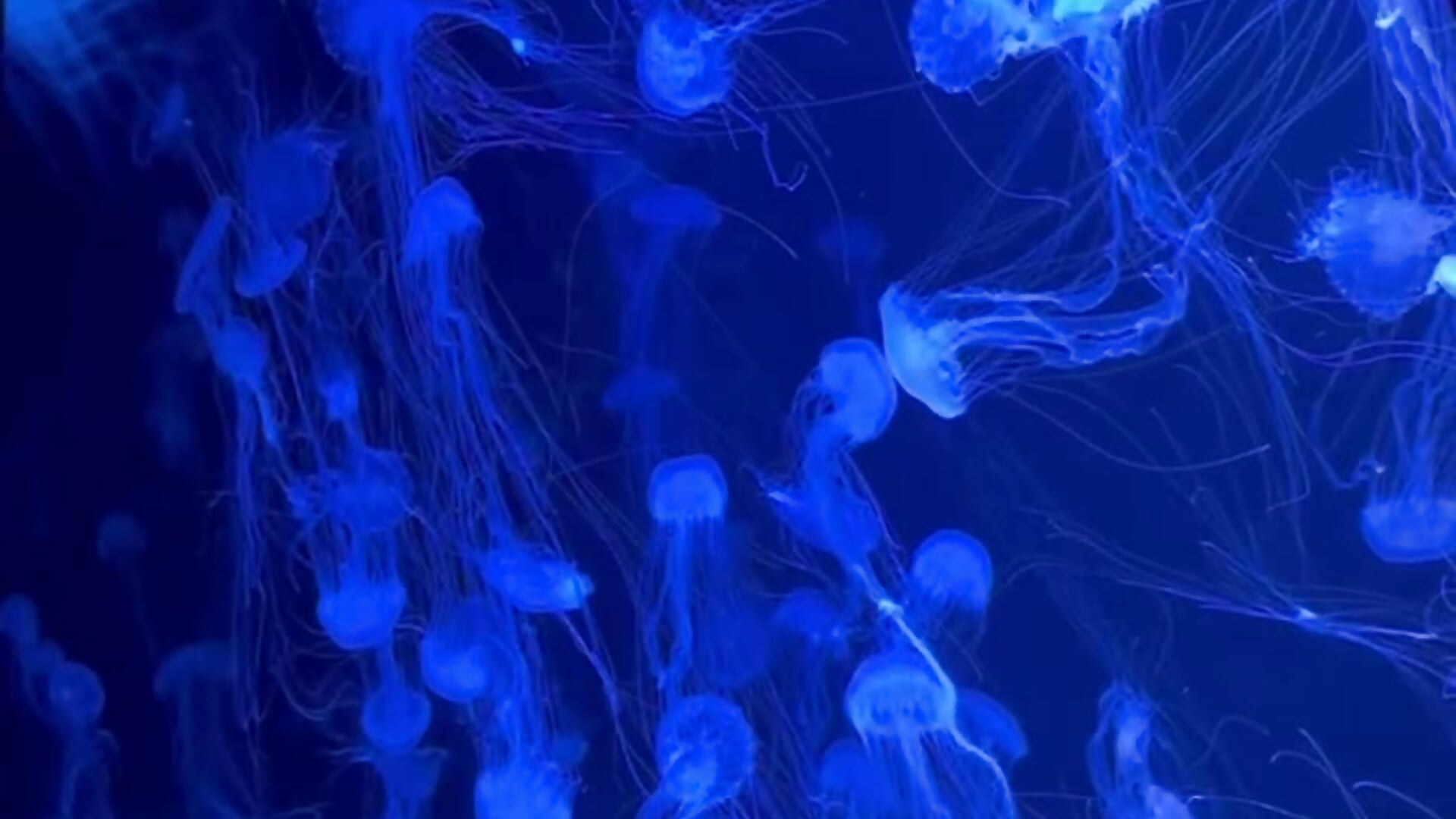 very very lot - video di MrrKate modella di cam