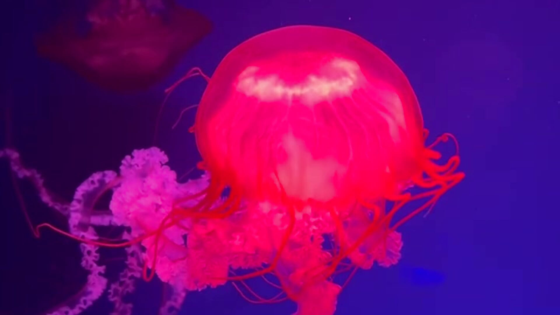 0_0 - video di MrrKate modella di cam