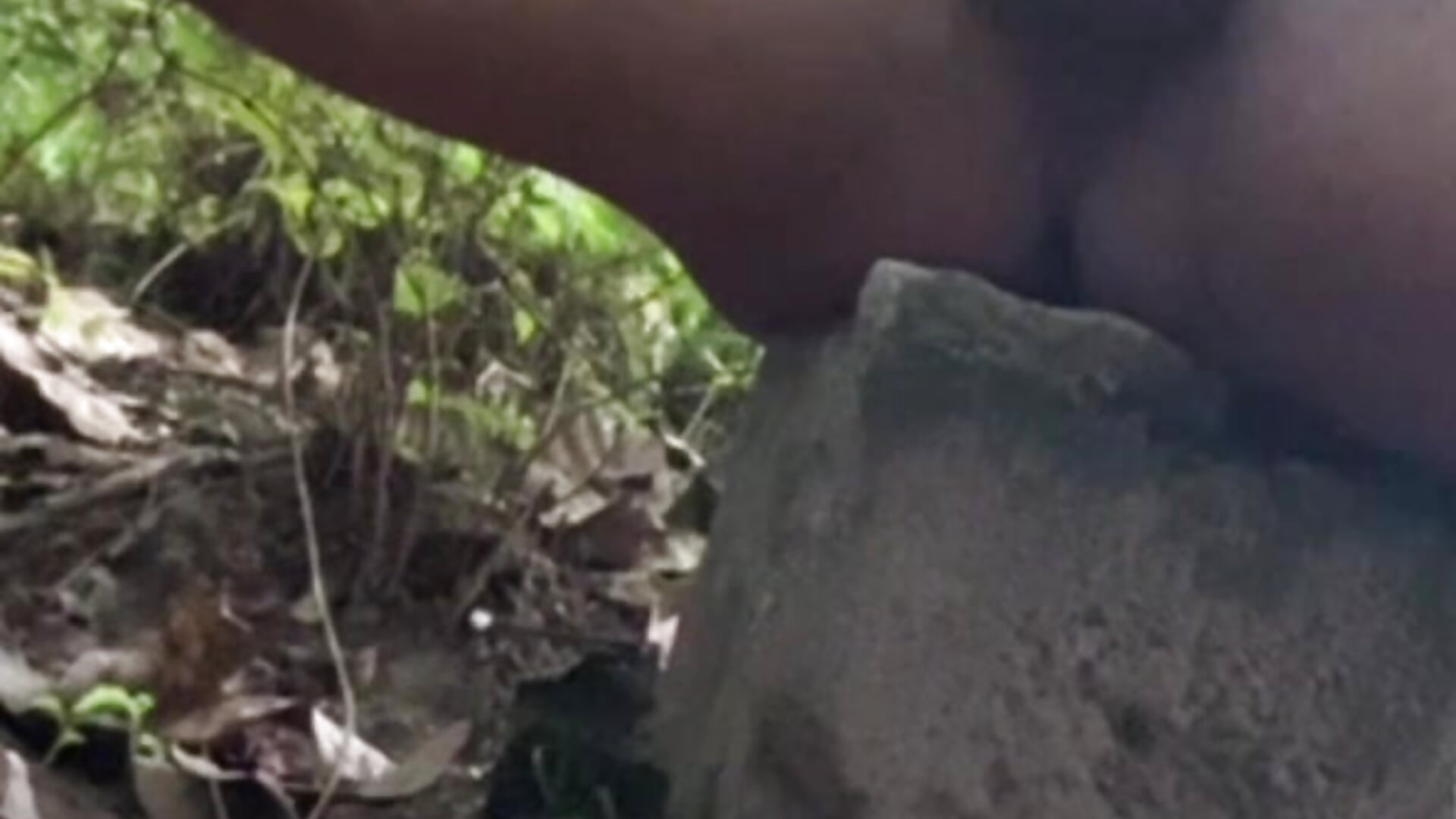 Sept 14 – Twice in a row… cumming hard in the bushes with the crowd just meters away – all LIVE! 🔥 - vídeo de la modelo de cam Dasul_