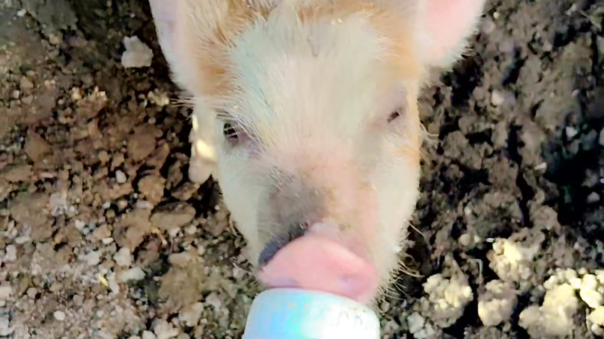 🐷🥰 - video by mialorents cam model