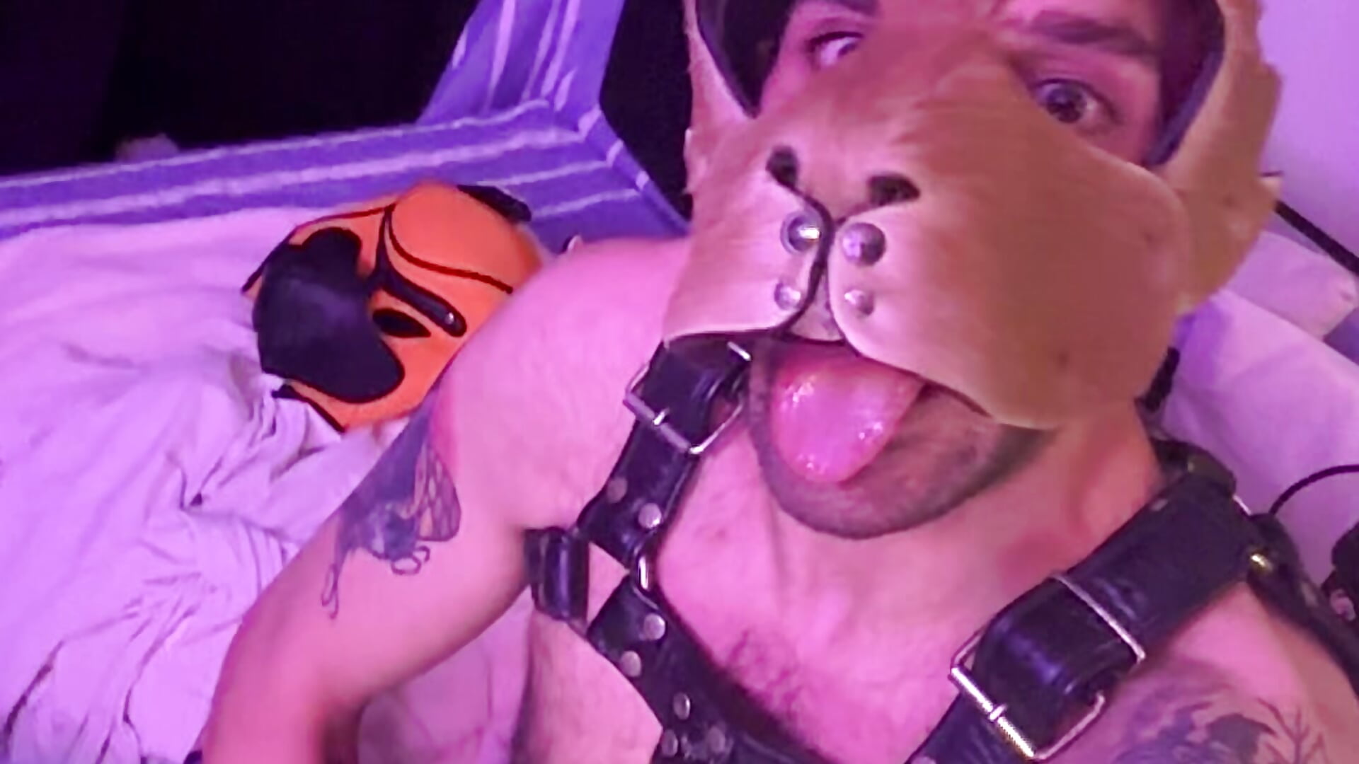 Nasty dog