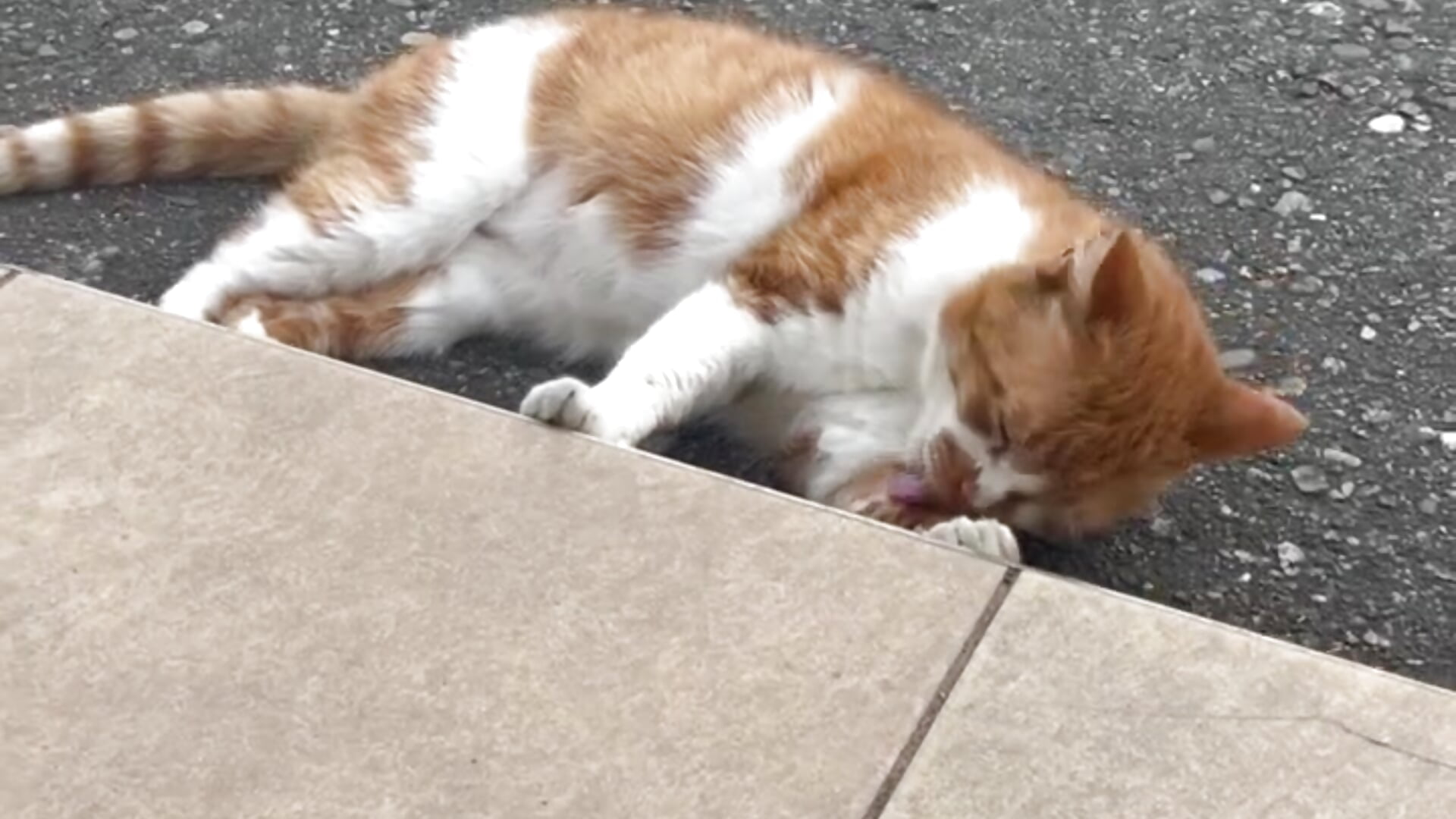 I think it's me)) - فيديو من OlgaPetrova موديل الكام