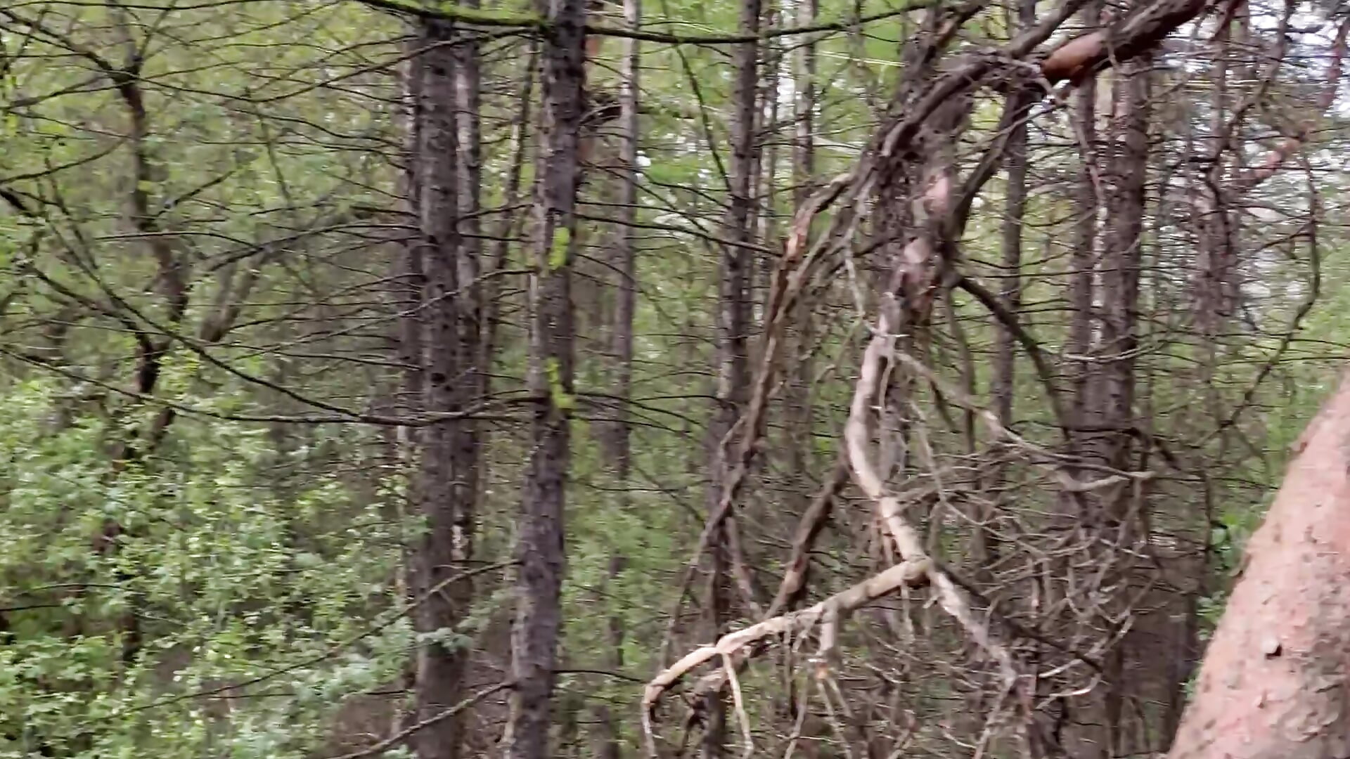 🌳🌳🌳 – video od webkamerové modelky MiraBliss