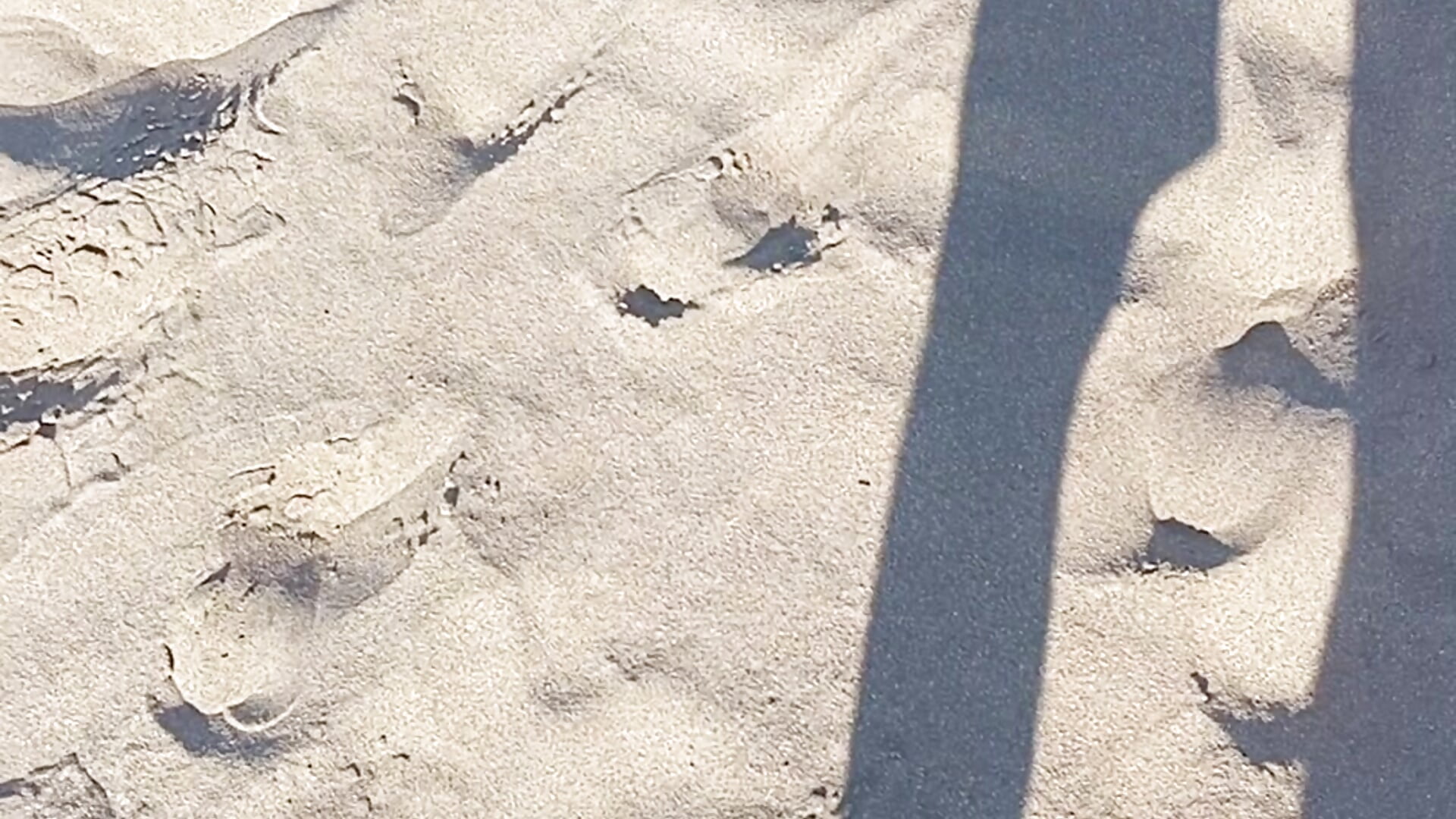 Beach - video by zbidoti cam model