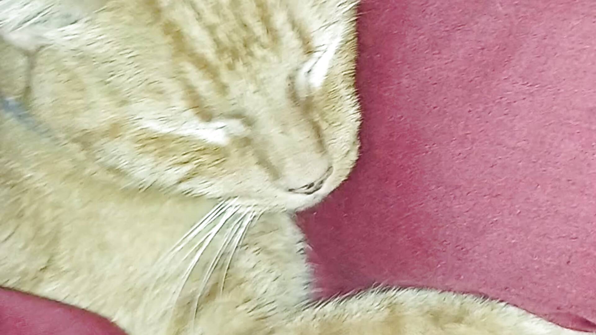 My loves - ক্যাম মডেল yes0225-এর ভিডিও