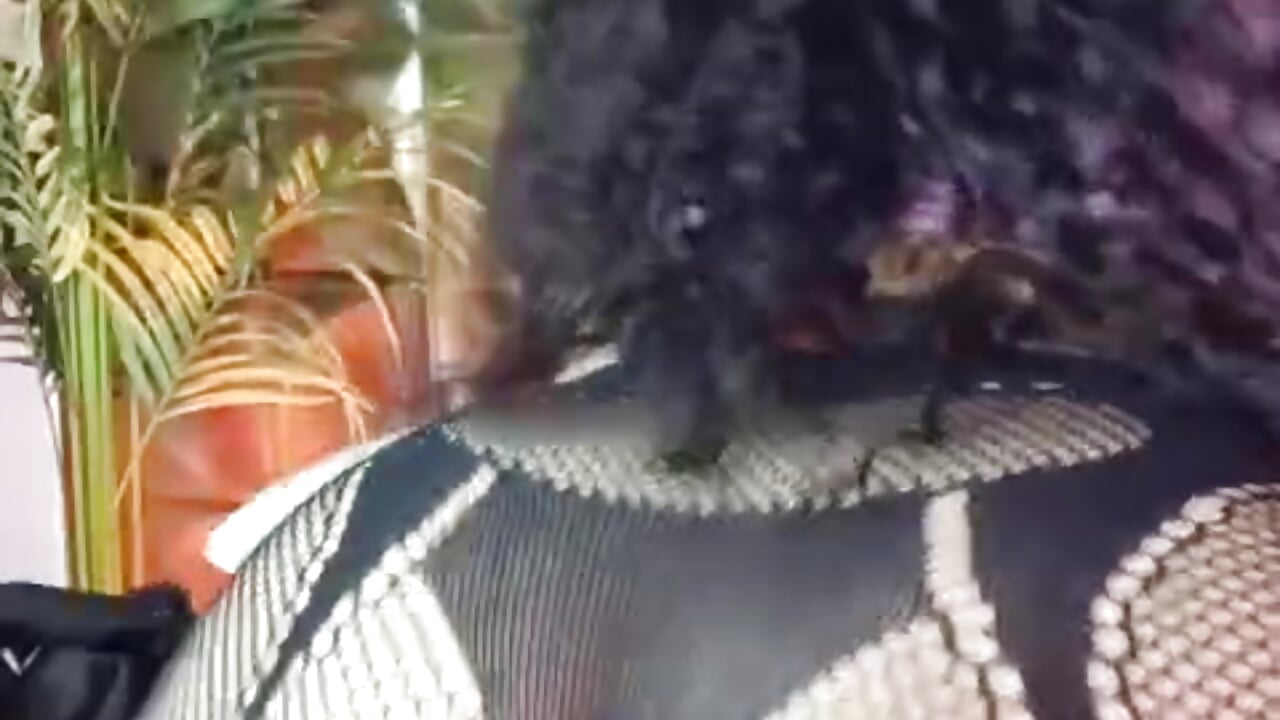 Enjoy my ass– Dayanne_campbelll kameramodell videója