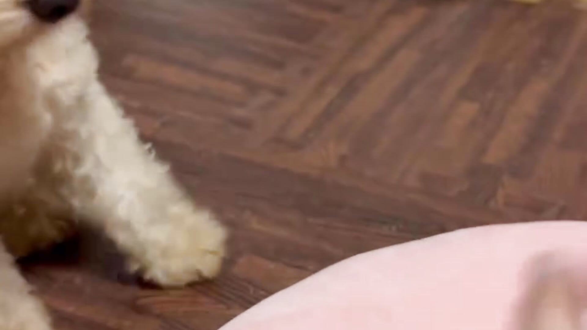 My favorite dog❤️ - clip cu flower_chan model videochat