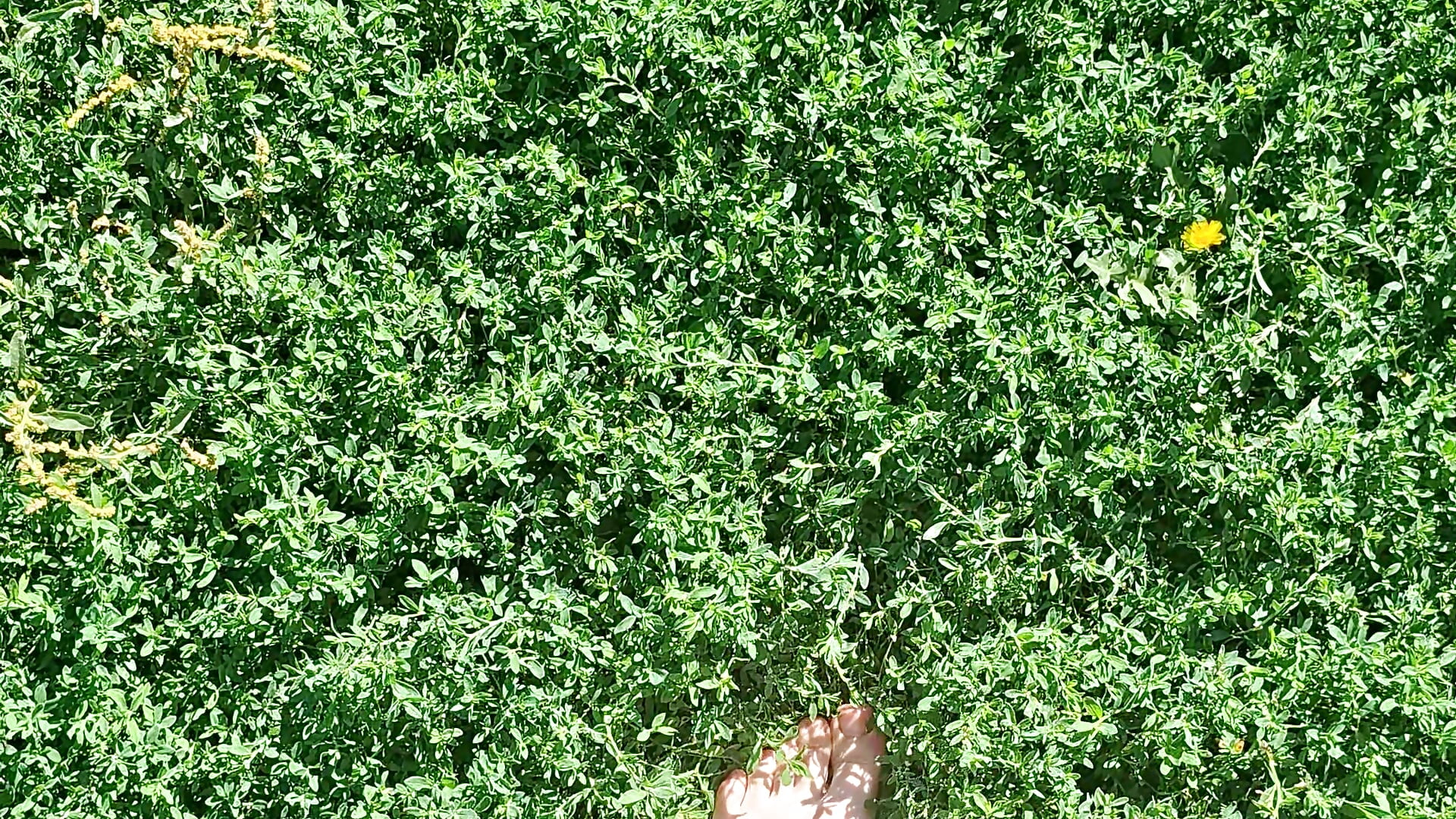 My feet are sinking into the green grass It was so nice 🥰 – video od webkamerové modelky Joann_Shermann