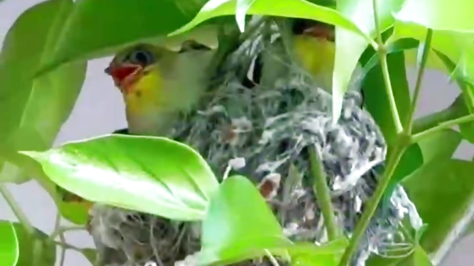 偷情時被「寵壞」了，走在路上連看見鳥兒都想笑💋誰來成為「讓我飛起來」的男人？😈 - video by a-liliko cam model