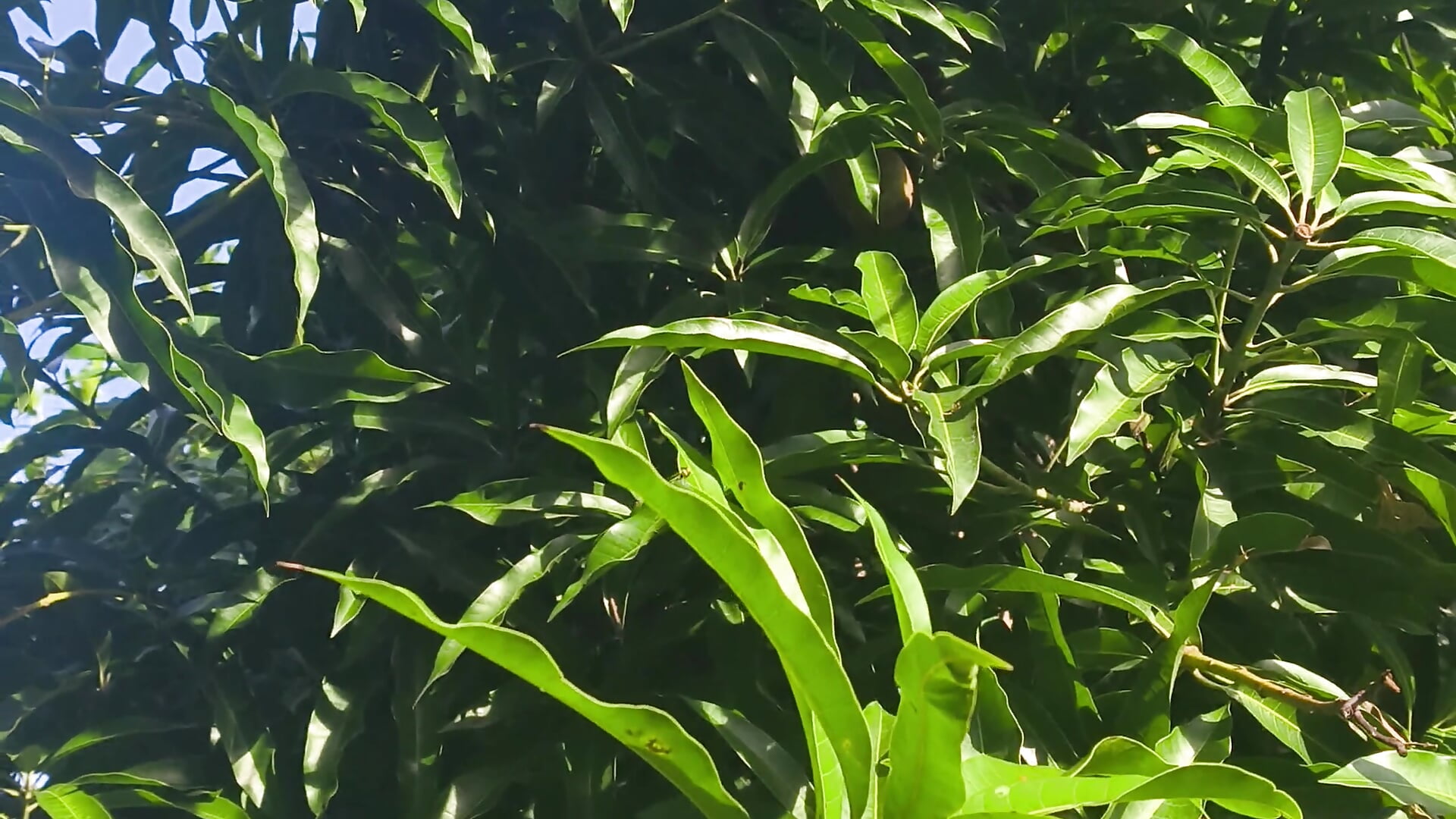 Las cosechas de mi ciudad 🥭 y los regalos que nos da la madre a tierra 🤩☺️