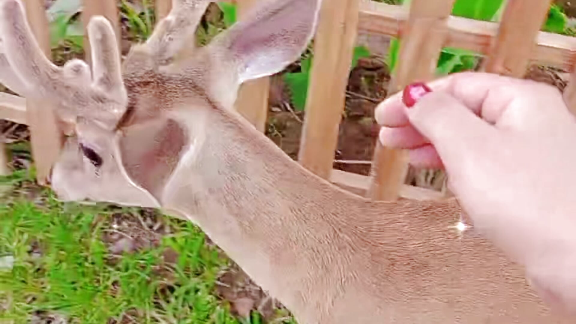 Loving the nature and animals - video av wendylive cam-modell